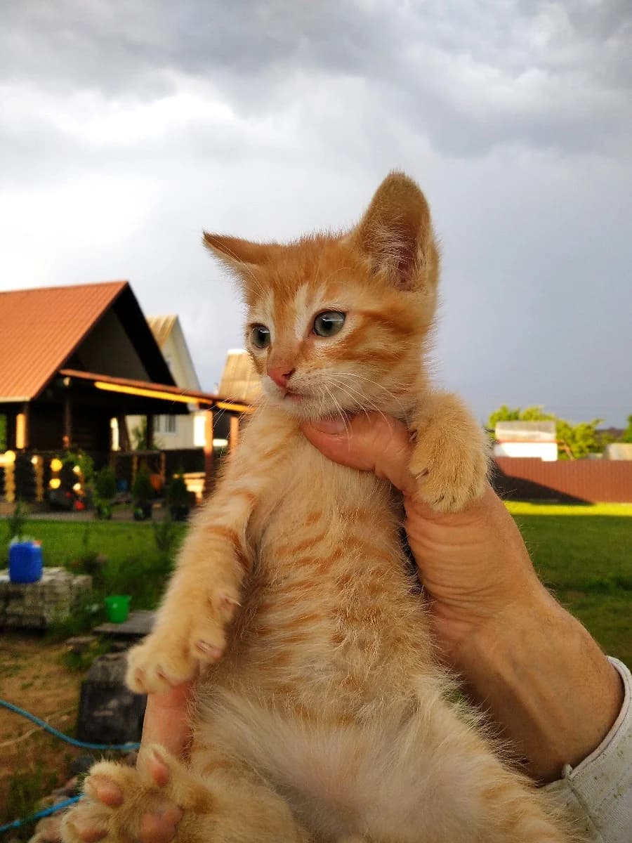 Kotenok (Котенок), Mixed Breed (Kotyata Darom)