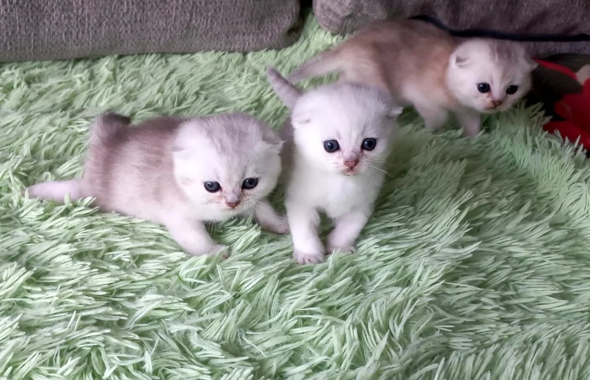 Shotlandskie visloukhie kotyata (Шотландские вислоухие котята), Mixed Breed (Kotyata Darom)