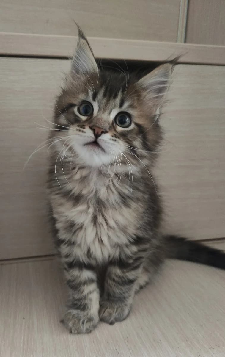 Kotyata Meyn-kun (Котята Мейн-кун), Mixed Breed (Kotyata Darom)