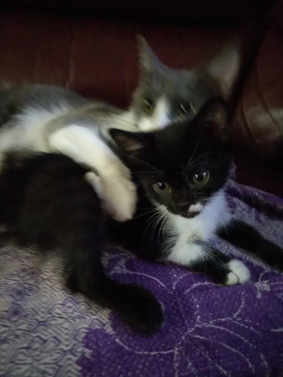 Dve koshechki, besplatno (Две кошечки, бесплатно), Mixed Breed (Kotyata Darom)