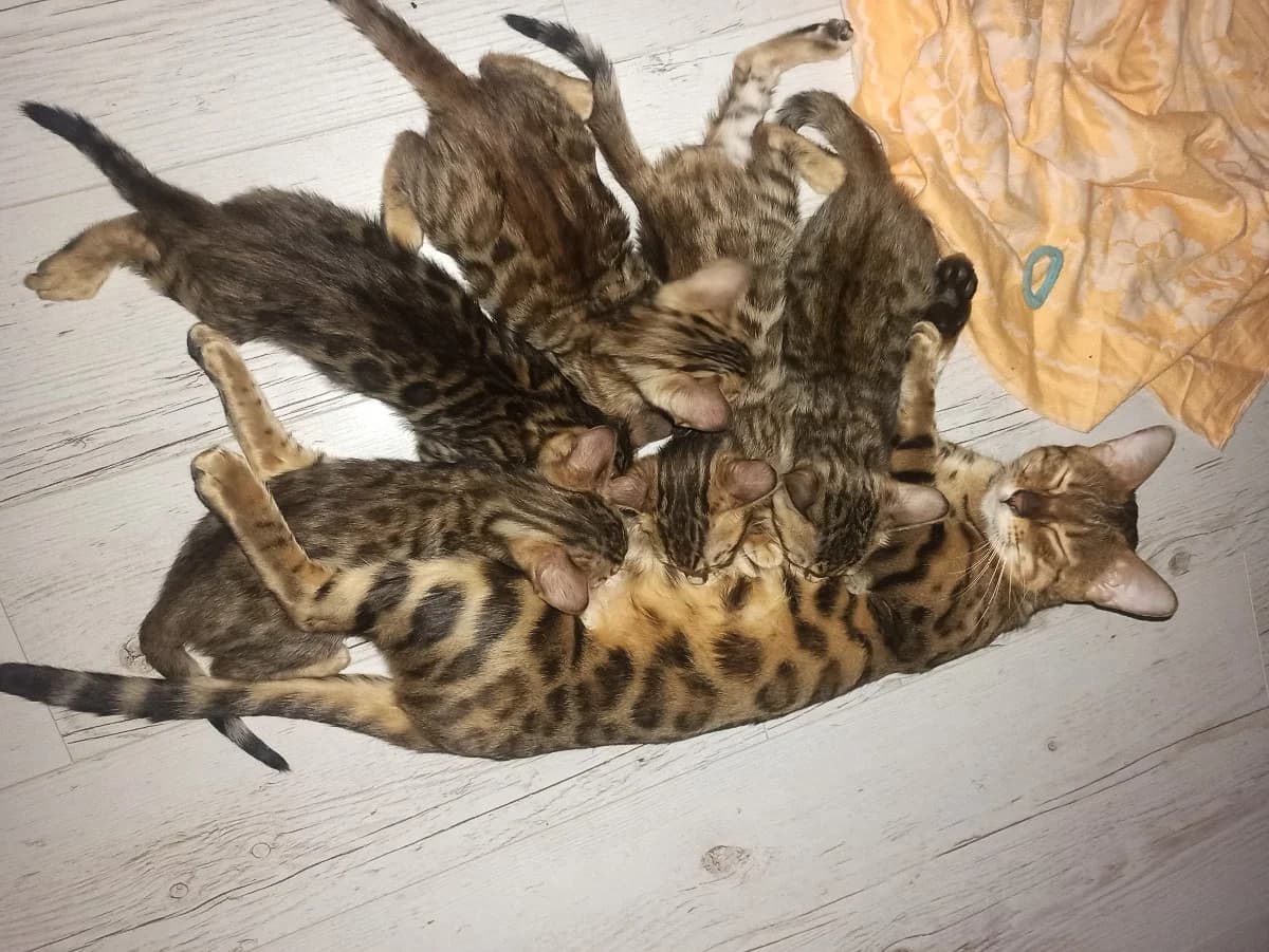 Bengalskie kotyata (Бенгальские котята), Mixed Breed (Kotyata Darom)