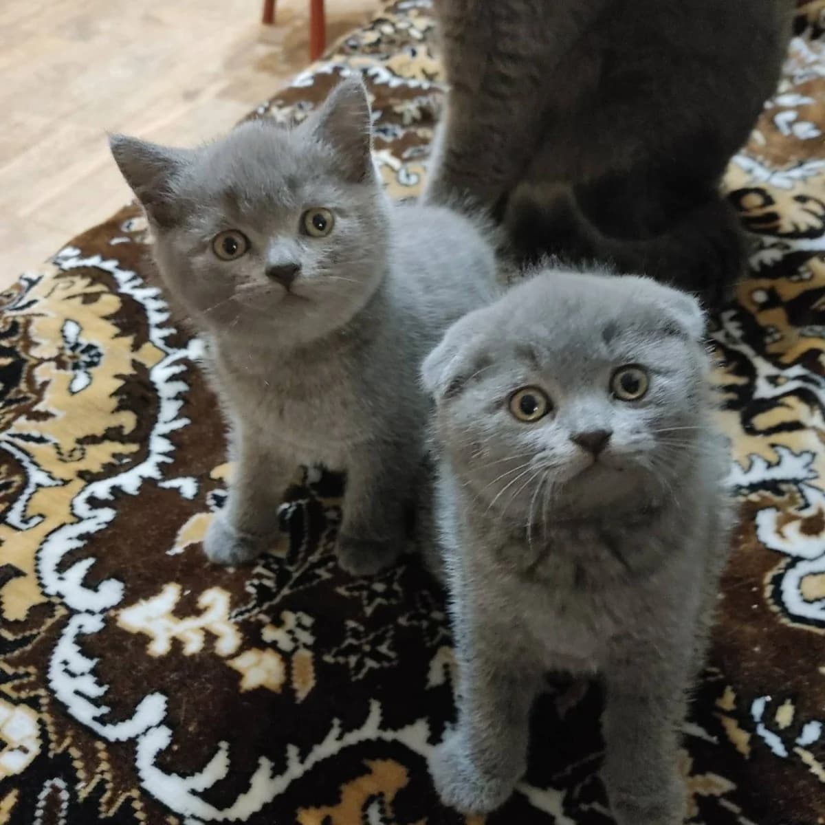 Shotlandskie kotyata (Шотландские котята), Mixed Breed (Kotyata Darom)
