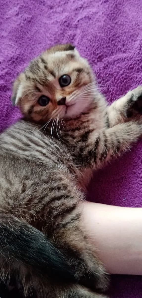 Shotlandskaya visloukhaya koshechka (Шотландская вислоухая кошечка), Mixed Breed (Kotyata Darom)