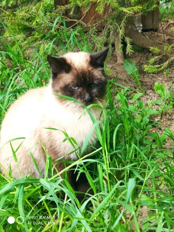Kota v khoroshie ruki (Кота в хорошие руки), Mixed Breed (Kotyata Darom)