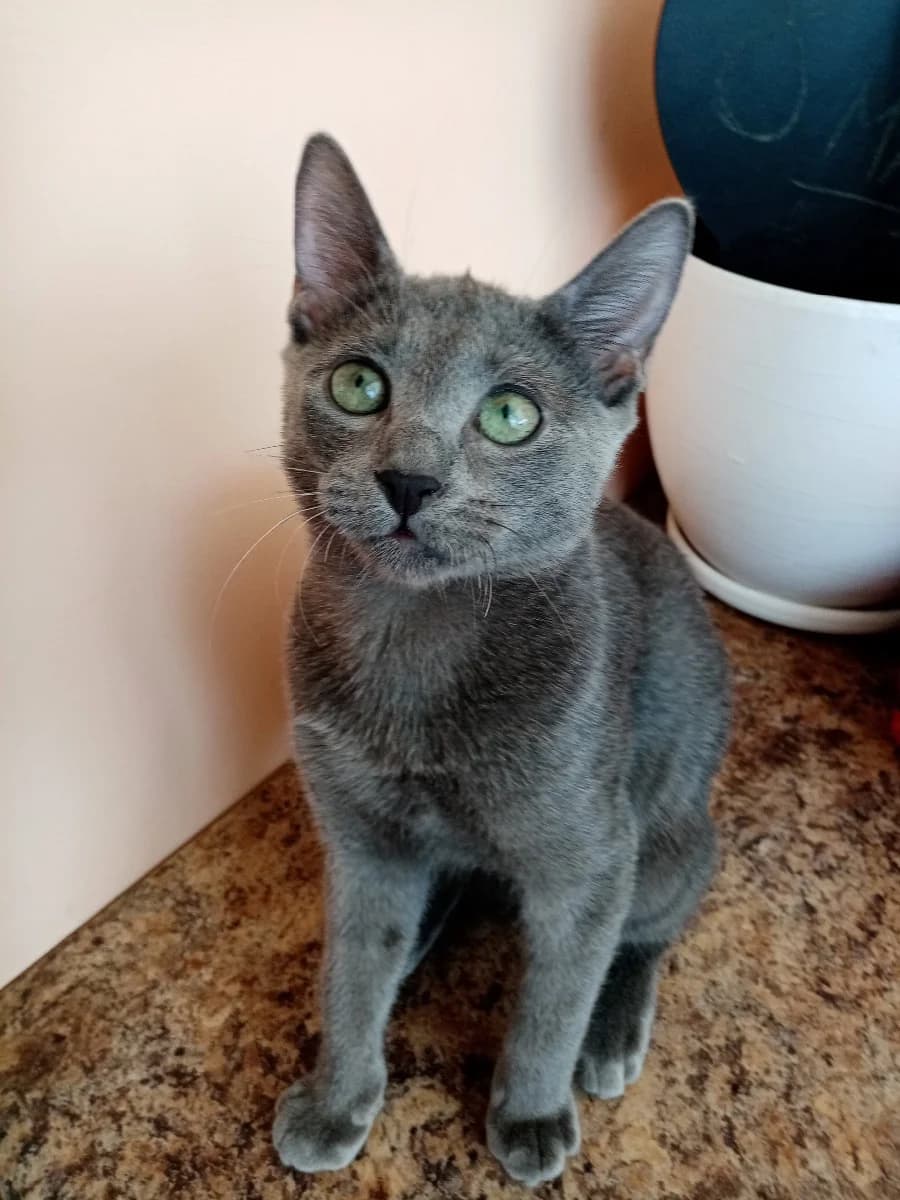 Kotenok Russkaya Golubaya (Котенок Русская Голубая), Mixed Breed (Kotyata Darom)