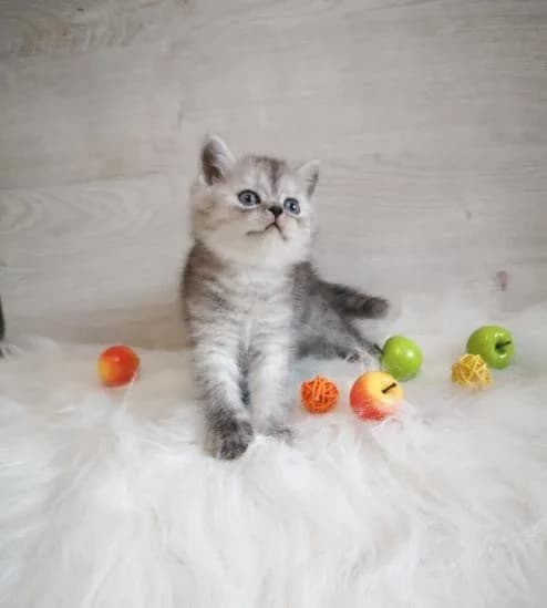 Shotlandskiy malchik serebryannaya shinshilla skotish strayt (Шотландский мальчик серебрянная шиншил, Mixed Breed (Kotyata Darom)