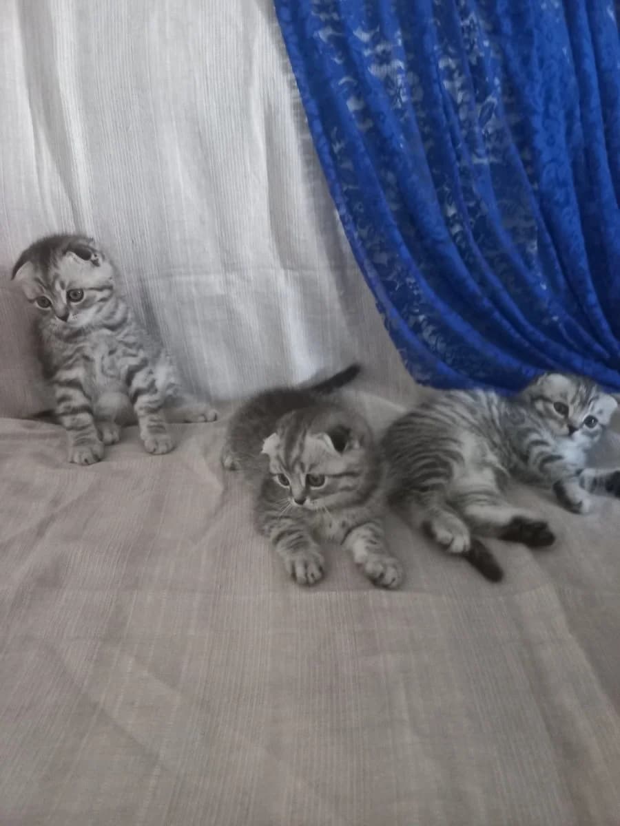 Visloukhie shotlandskie kotyata (Вислоухие шотландские котята), Mixed Breed (Kotyata Darom)