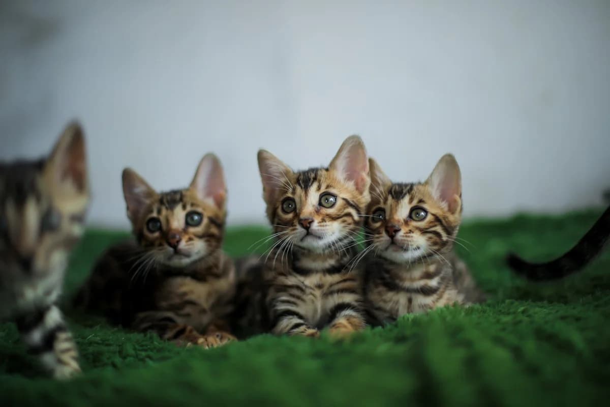 Roskoshnye bengalskie kotyata iz pitomnika (Роскошные бенгальские котята из питомника), Mixed Breed (Kotyata Darom)