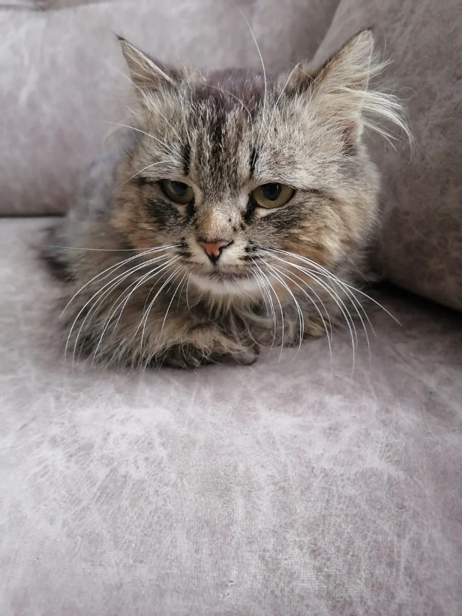 Koshka Boni (Кошка Бони), Mixed Breed (Kotyata Darom)
