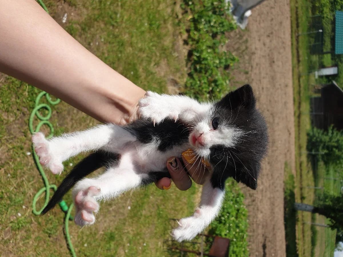 Kotyata (Котята), Mixed Breed (Kotyata Darom)