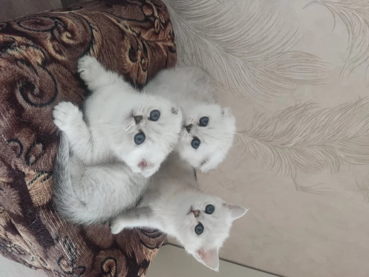 Kotyata Britanskaya serebristaya shinshilla (Котята Британская серебристая шиншилла), Mixed Breed (Kotyata Darom)