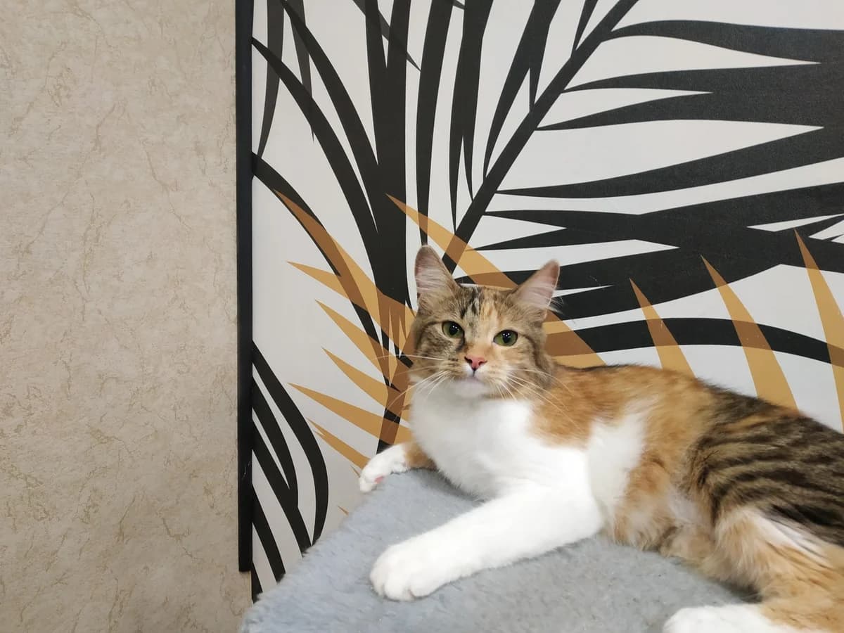 Marishka. Krasivaya koshechka god i 2 mes (Маришка. Красивая кошечка год и 2 мес), Mixed Breed (Kotyata Darom)