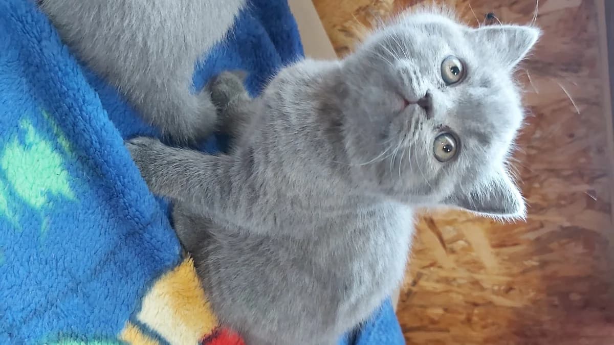 Britanskiy kotenok golubogo okrasa (Британский котенок голубого окраса), Mixed Breed (Kotyata Darom)