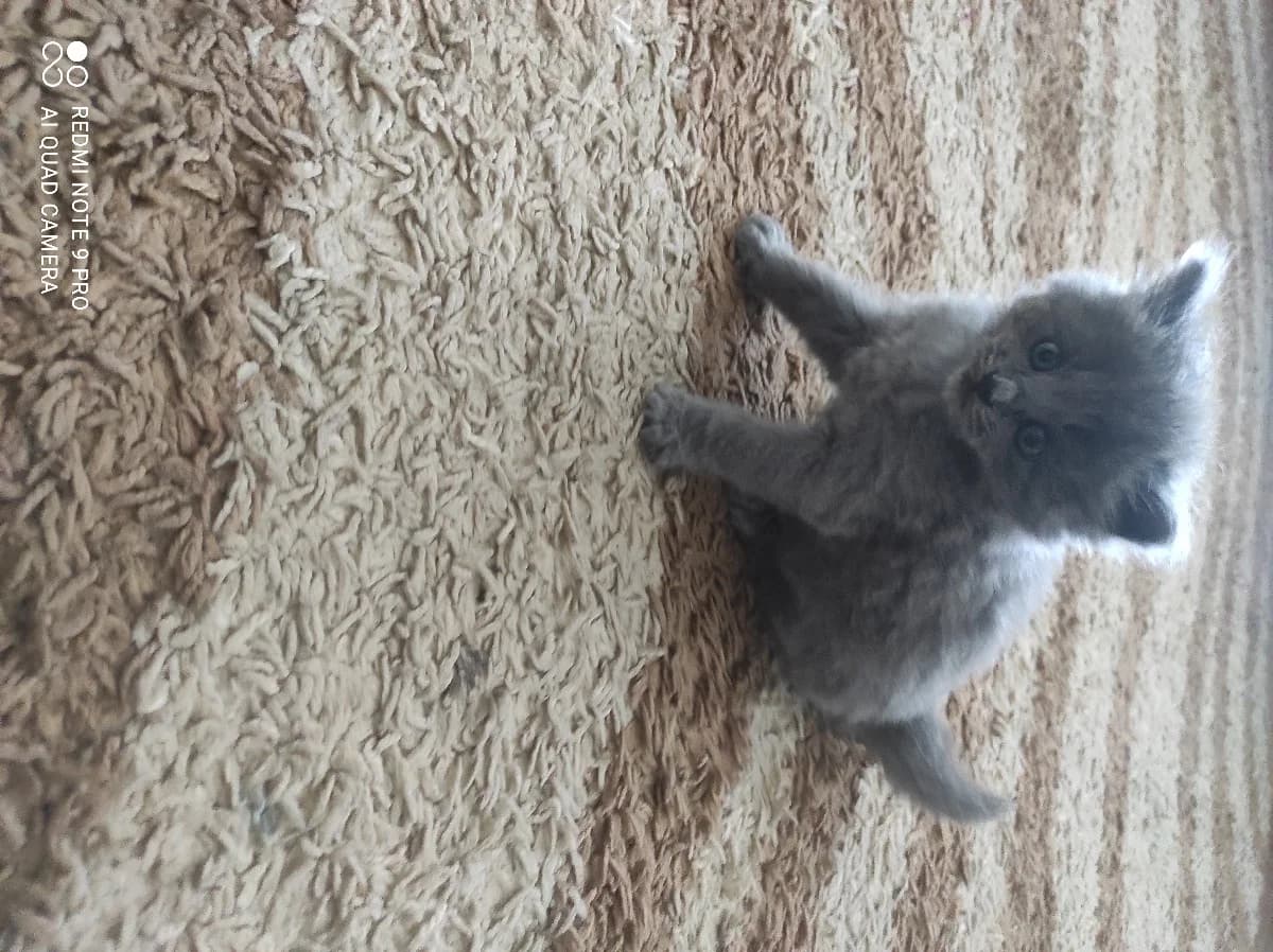 Shotlandskie kotyata (Шотландские котята), Mixed Breed (Kotyata Darom)