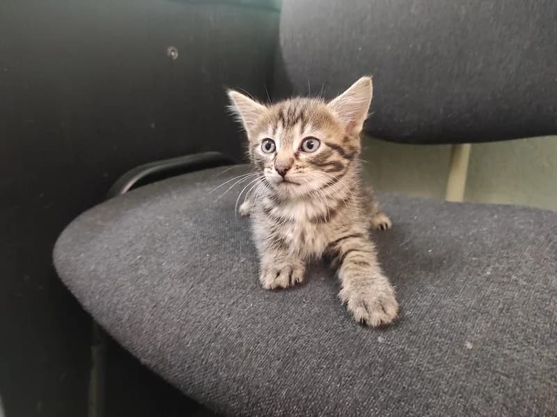 Milye kotyata v dar (Милые котята в дар), Mixed Breed (Kotyata Darom)