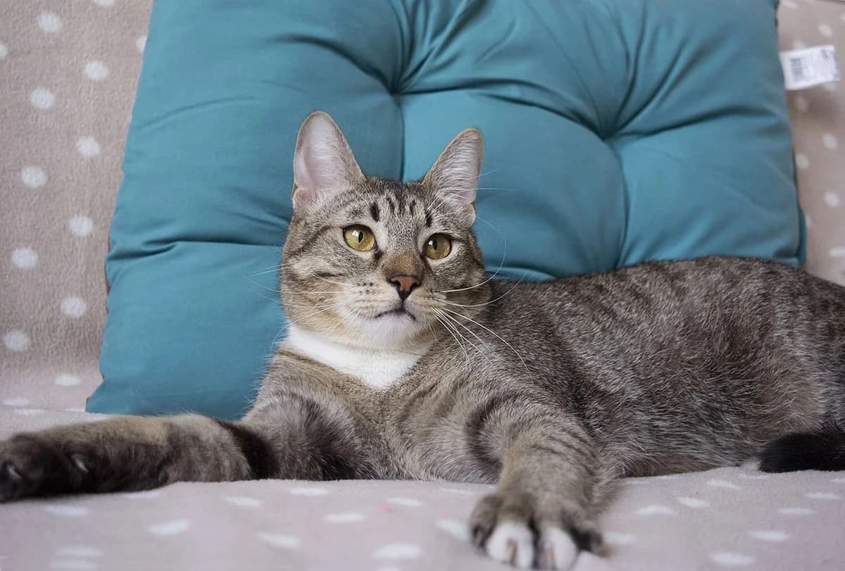 Kotik Tabbi, 11 mes., kastrirovan, ishtet dom (Котик Табби, 11 мес., кастрирован, ищет дом), Mixed Breed (Kotyata Darom)
