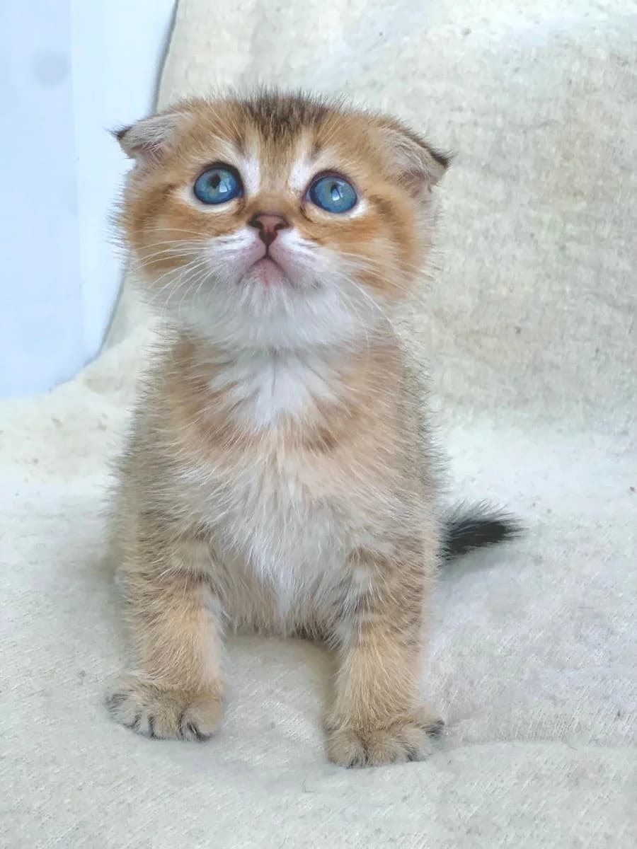 ZOLOTAYa ShINShILLA shotlandskie kotyata (ЗОЛОТАЯ ШИНШИЛЛА шотландские котята), Mixed Breed (Kotyata Darom)