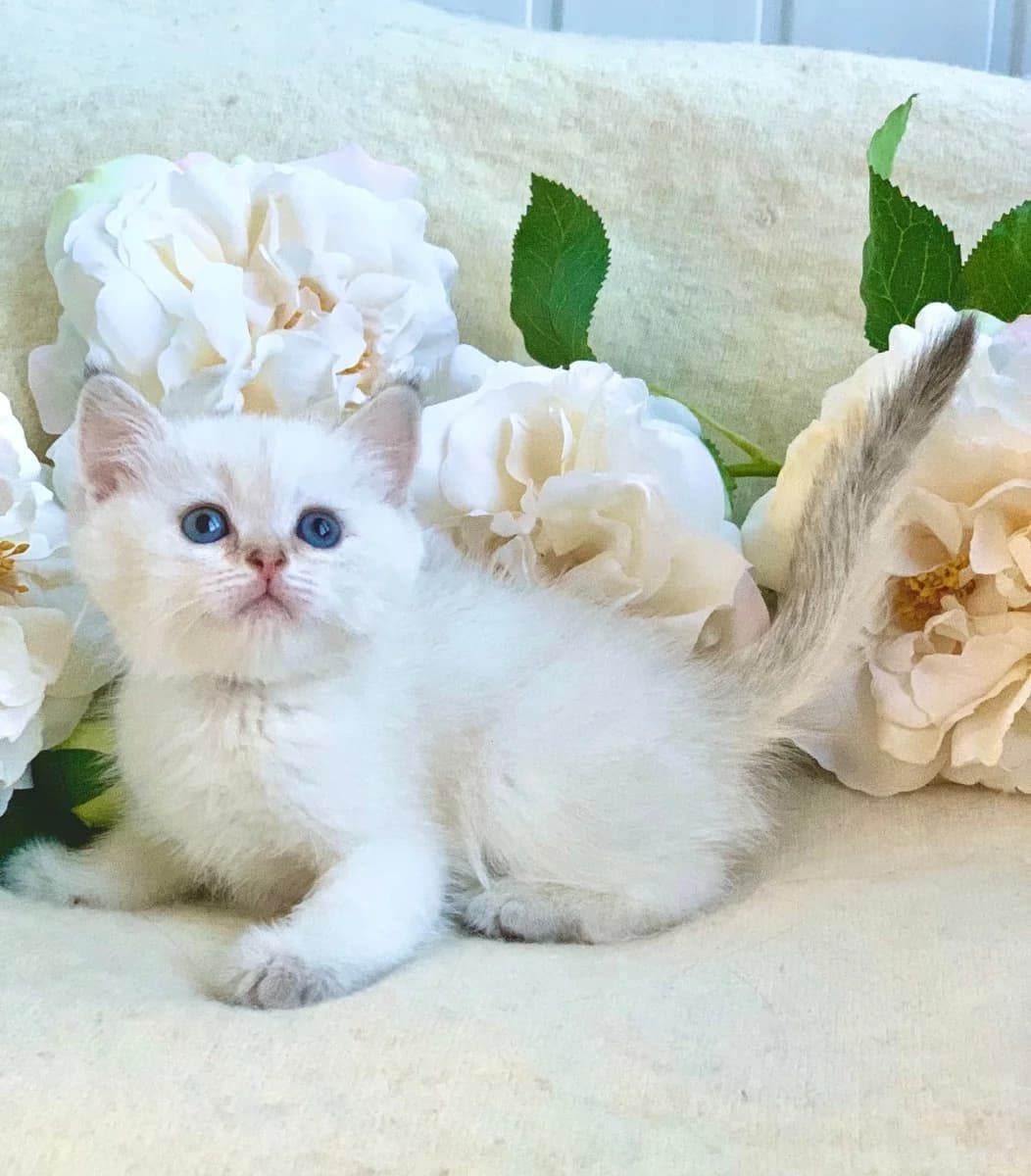 SEREBRISTAYa ShINShILLA shotlandskiy kotёnok (СЕРЕБРИСТАЯ ШИНШИЛЛА шотландский котёнок), Mixed Breed (Kotyata Darom)