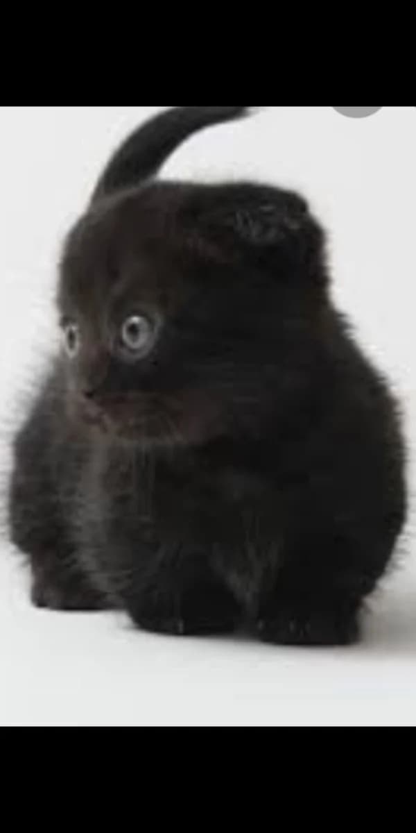 Skottish fold ushki 3 Chernyy visloukhiy brilliant 2 mes laskovyy priuchen (Скоттиш фолд ушки 3 Черн, Mixed Breed (Kotyata Darom)