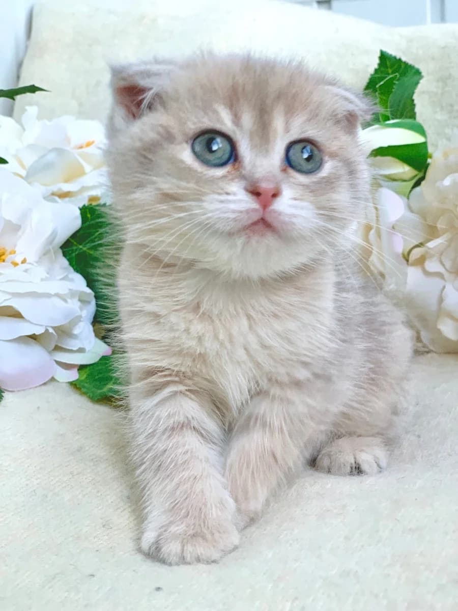 Shotlandskiy kotёnok (Шотландский котёнок), Mixed Breed (Kotyata Darom)