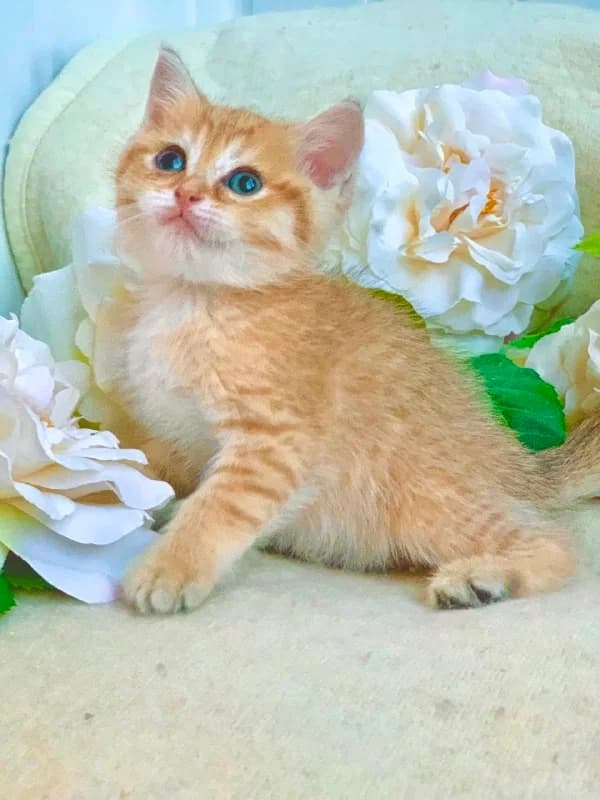 ZOLOTAYa ShINShILLA shotlandskie kotyata Tsena snizhena (ЗОЛОТАЯ ШИНШИЛЛА шотландские котята Цена сн, Mixed Breed (Kotyata Darom)