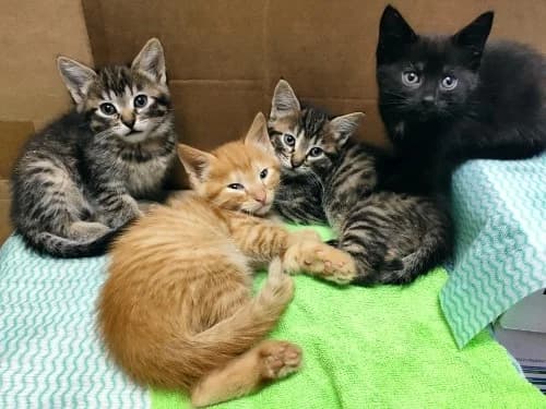 Kotyata v dar (Котята в дар), Mixed Breed (Kotyata Darom)