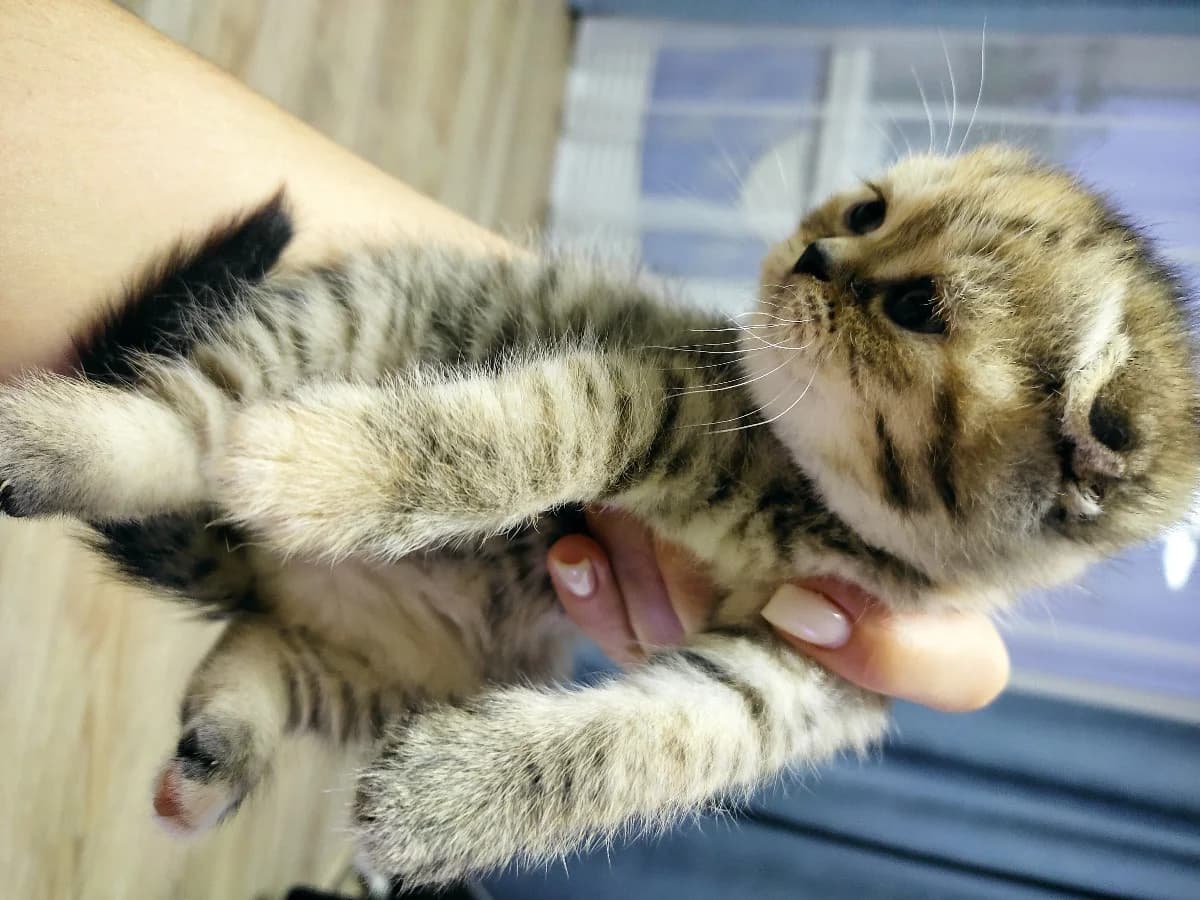 Shotlandskie kotyata (Шотландские котята), Mixed Breed (Kotyata Darom)