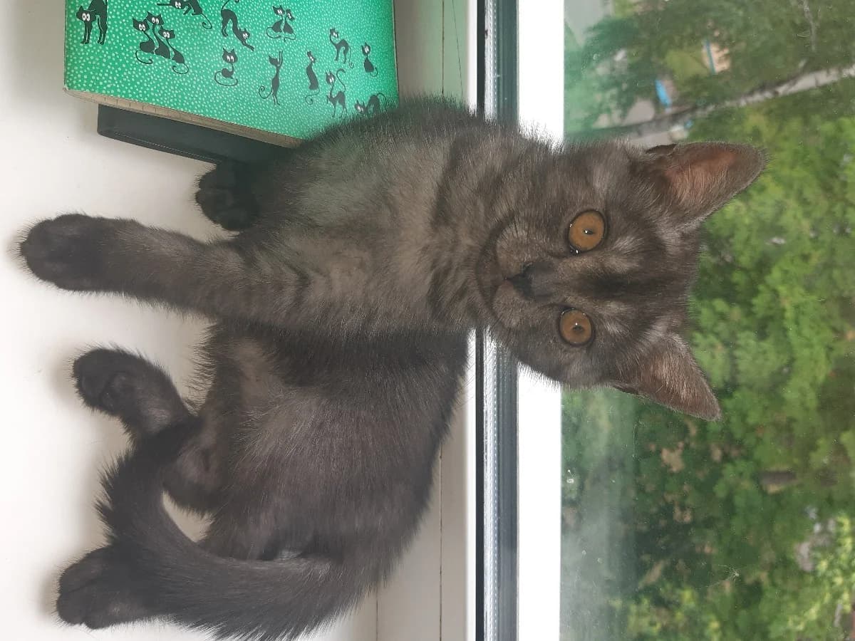 Kotyata (Котята), Mixed Breed (Kotyata Darom)