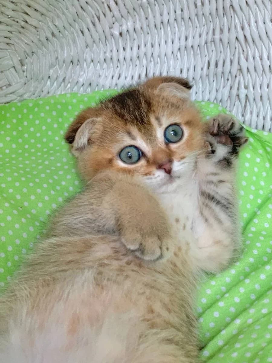 Kotyata shotlandskie ZOLOTAYa ShINShILLA (Котята шотландские ЗОЛОТАЯ ШИНШИЛЛА), Mixed Breed (Kotyata Darom)