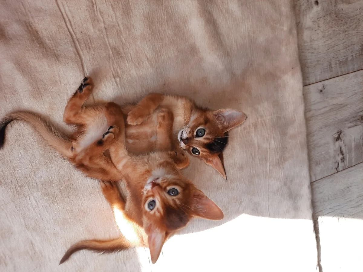 Kotyata (Котята), Mixed Breed (Kotyata Darom)