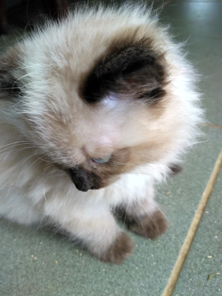 prodam kotyat (продам котят), Mixed Breed (Kotyata Darom)