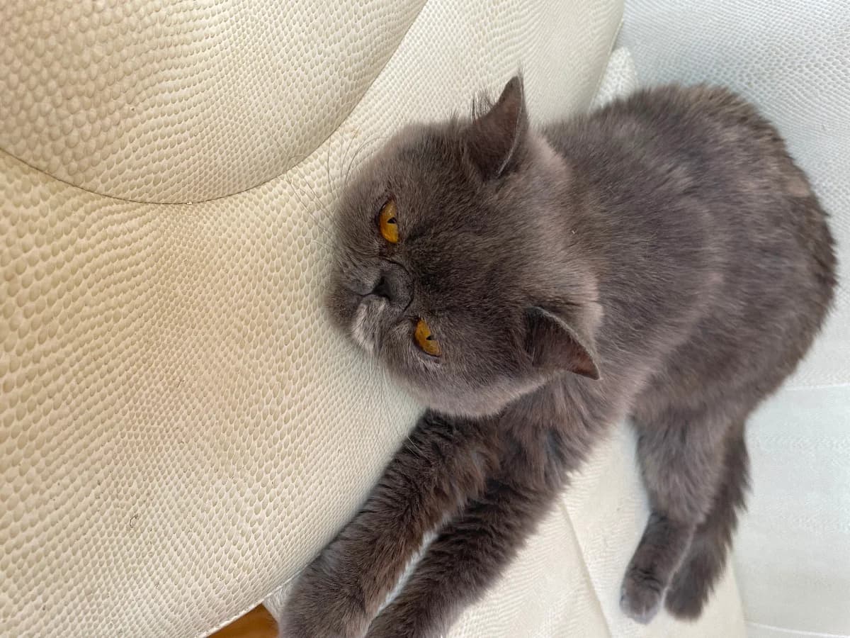 Koshka v dobrye ruki (Кошка в добрые руки), Mixed Breed (Kotyata Darom)