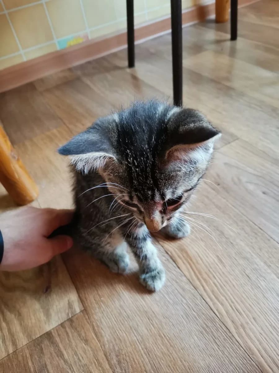 Otdam umnogo kotika polukrovku (Отдам умного котика полукровку), Mixed Breed (Kotyata Darom)
