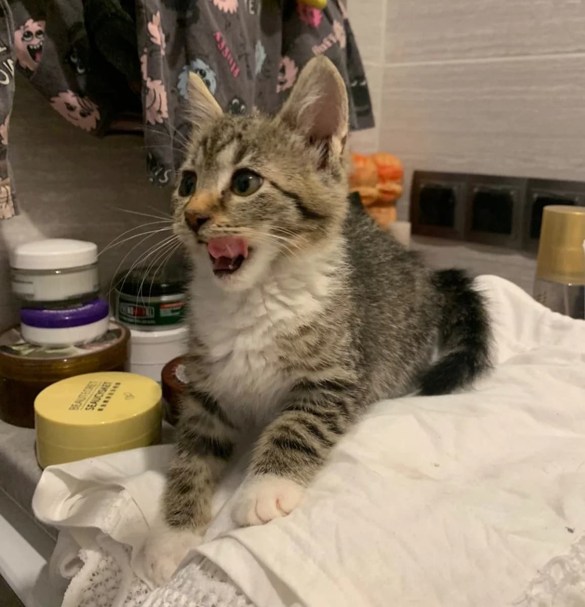 Kotenok devochka 3 mesyatsa darom (Котенок девочка 3 месяца даром), Mixed Breed (Kotyata Darom)
