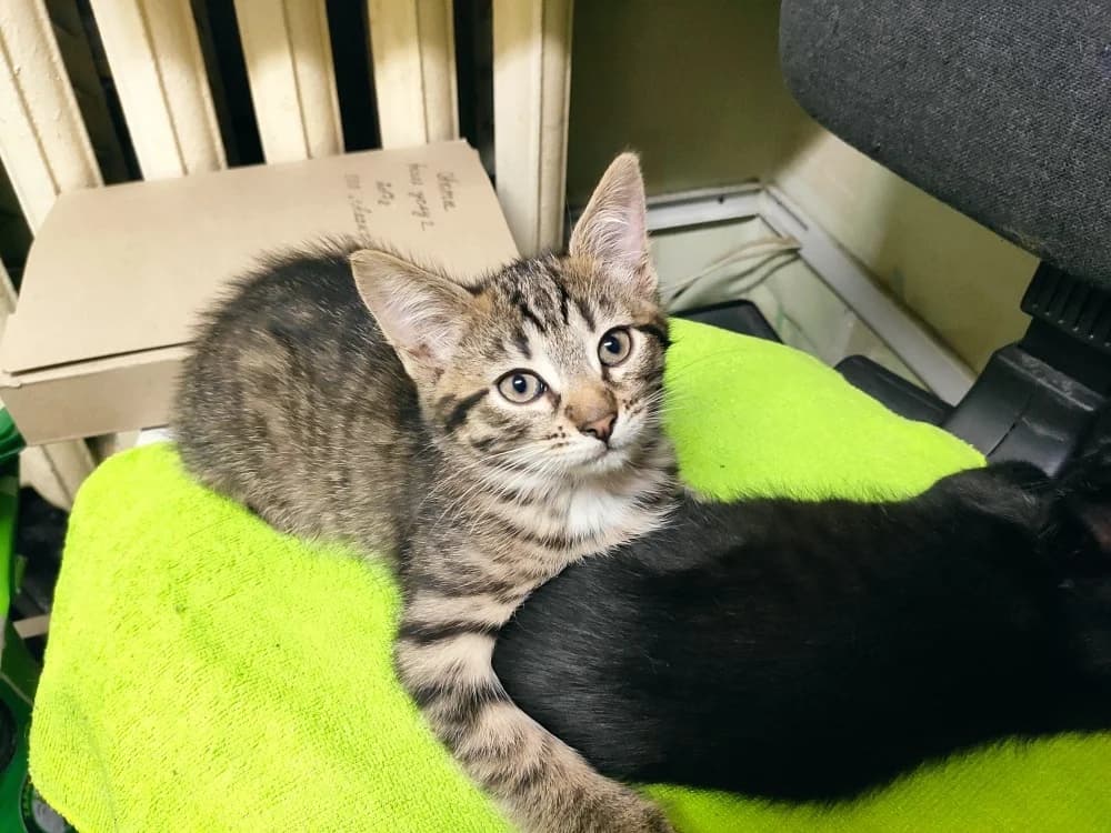 Kotyata v dar (Котята в дар), Mixed Breed (Kotyata Darom)
