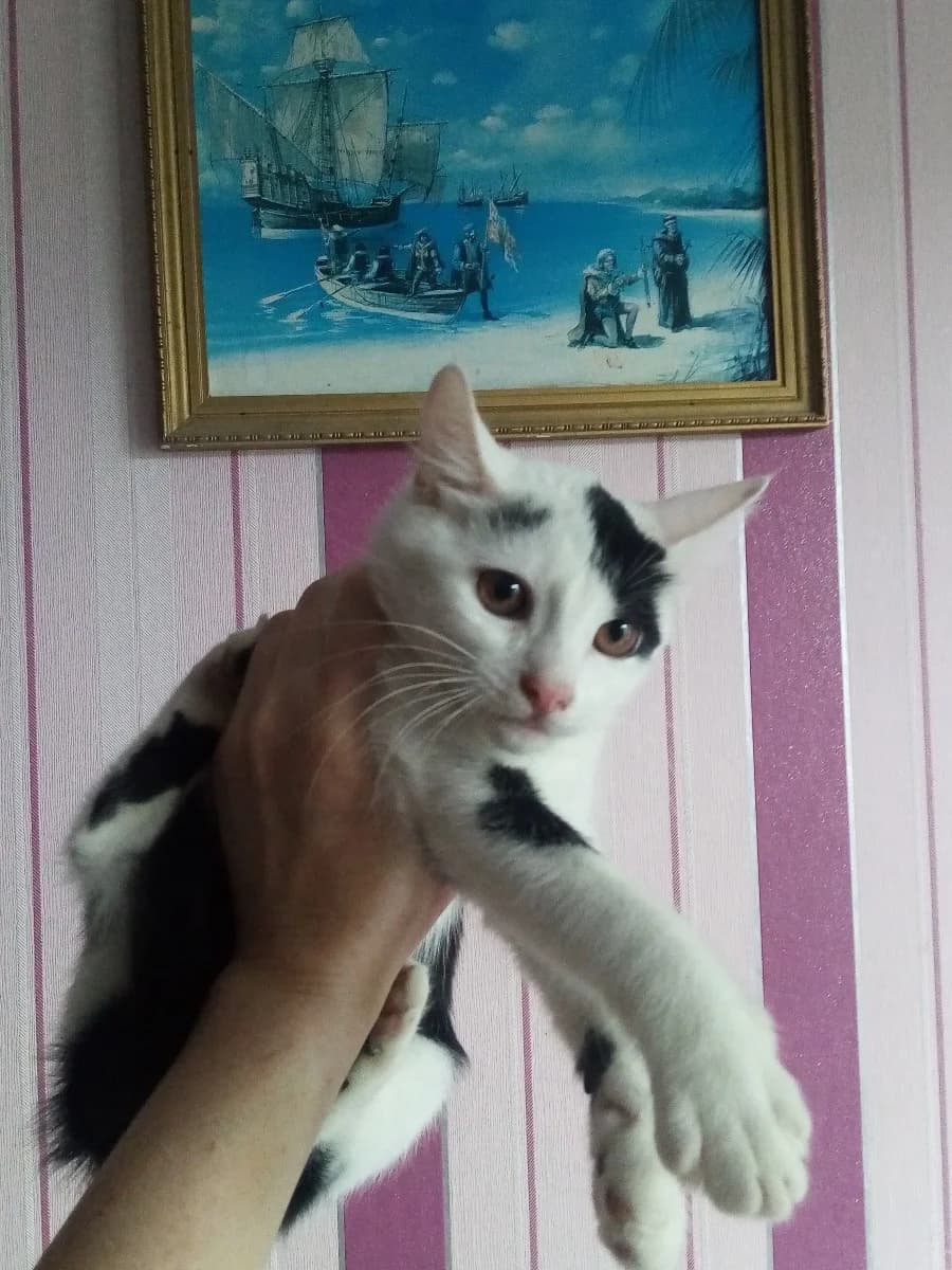 Kotyata v dar (Котята в дар), Mixed Breed (Kotyata Darom)