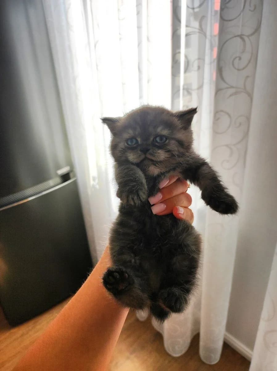 Shotlandkie kotyata (Шотландкие котята), Mixed Breed (Kotyata Darom)