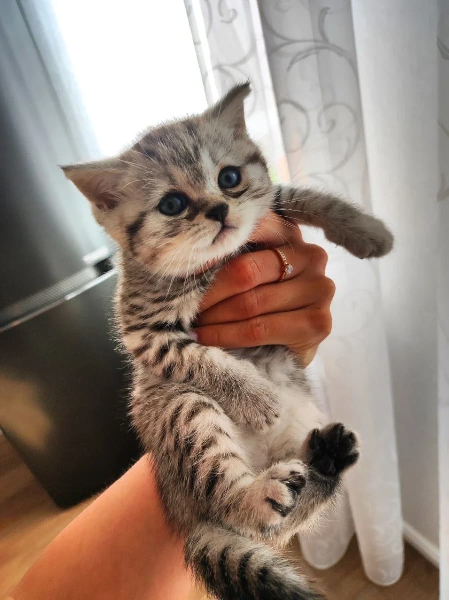 Shotlandkie kotyata (Шотландкие котята), Mixed Breed (Kotyata Darom)
