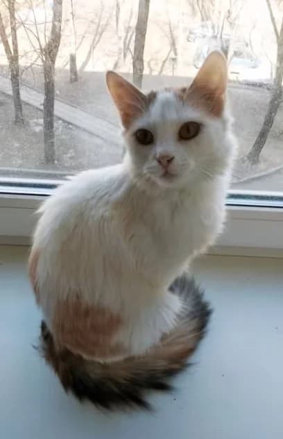 Koshka v dobrye ruki (Кошка в добрые руки), Mixed Breed (Kotyata Darom)