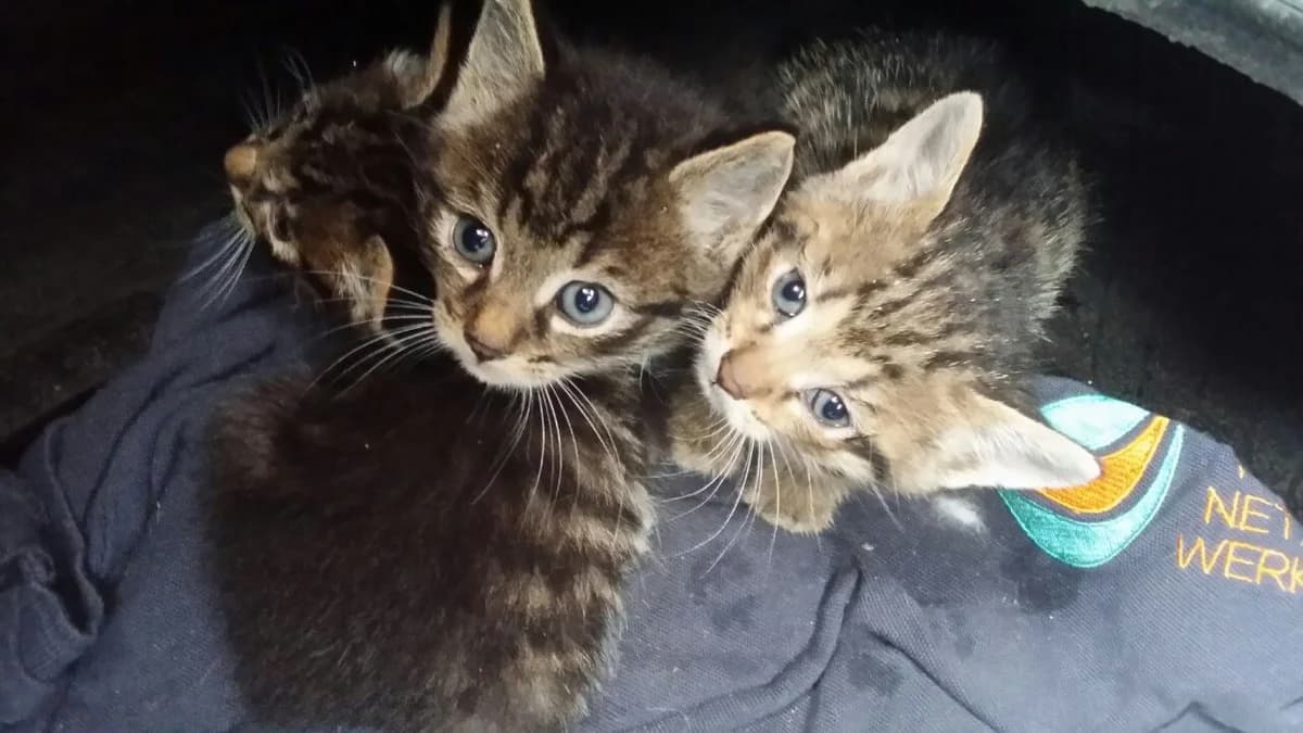 KOTYaTA IShtUT DOM (КОТЯТА ИЩУТ ДОМ), Mixed Breed (Kotyata Darom)