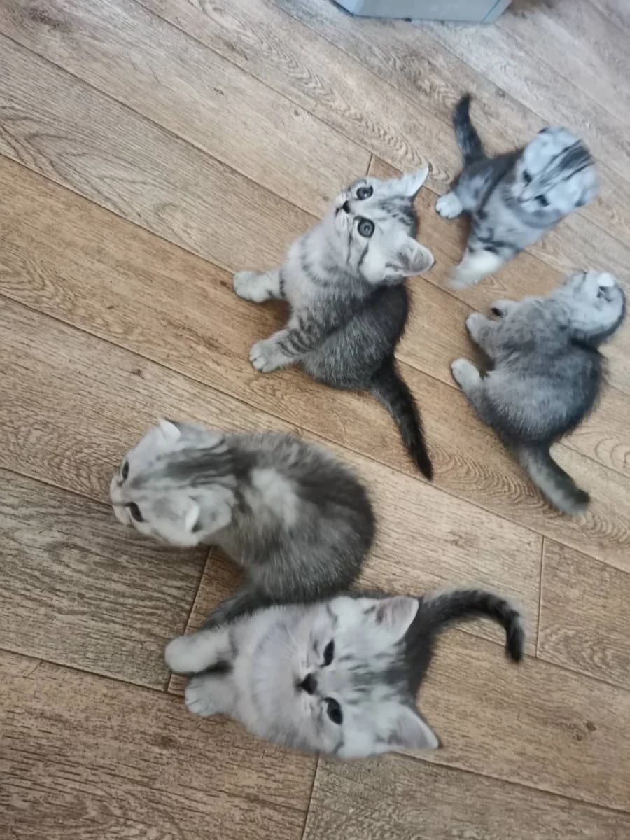 Shotlandskie kotyata pravilnoy vyazki (Шотландские котята правильной вязки), Mixed Breed (Kotyata Darom)