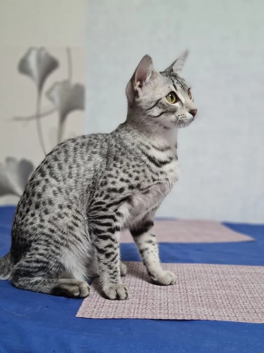 Egipetskaya mau (Египетская мау), Mixed Breed (Kotyata Darom)