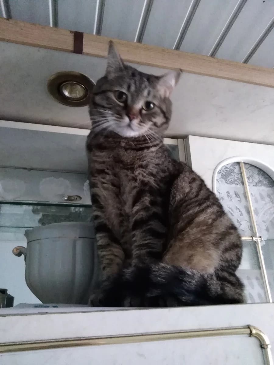 Kot (Кот), Mixed Breed (Kotyata Darom)