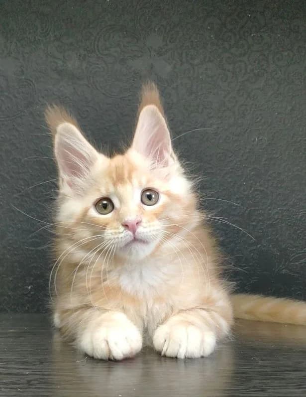 Kotyata meyn kun (Котята мейн кун), Mixed Breed (Kotyata Darom)