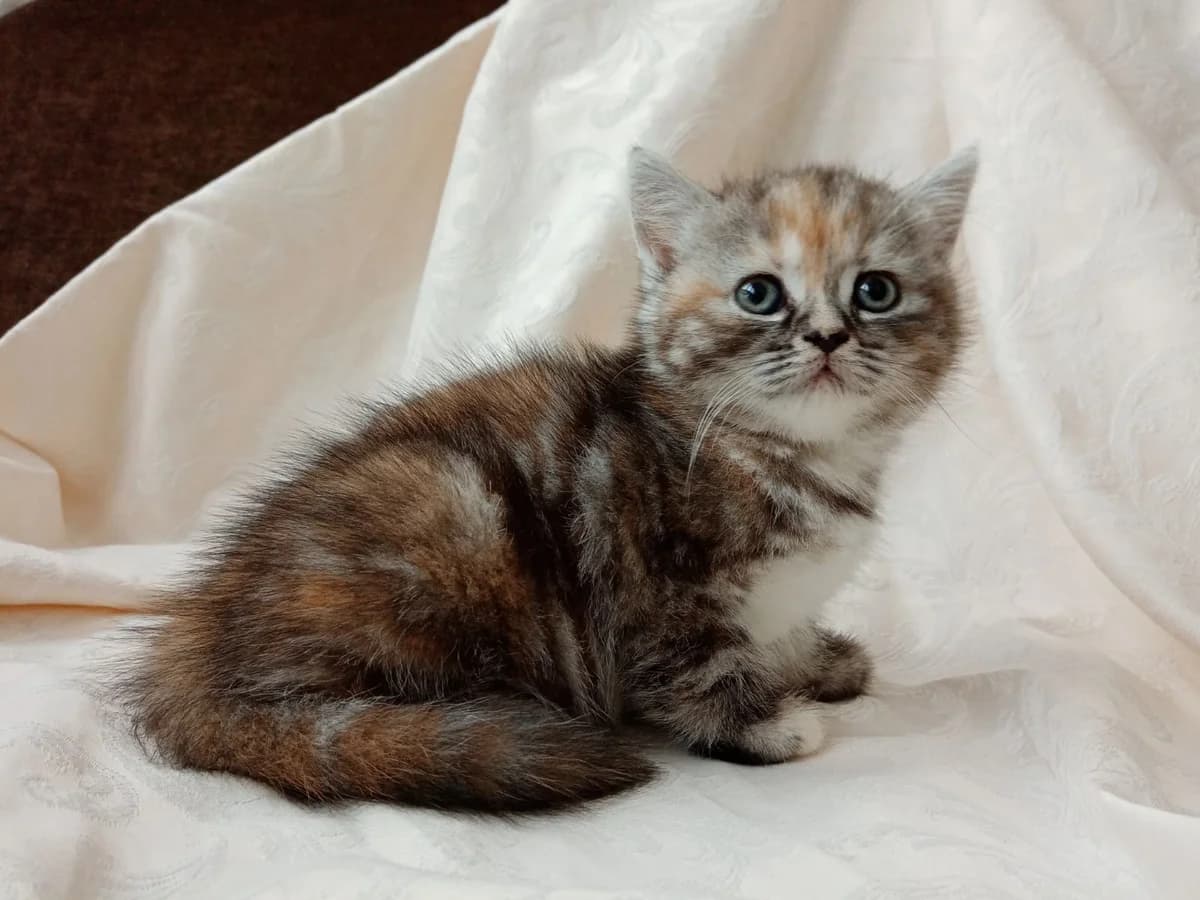 Prodam shotlandskogo kotenka (Продам шотландского котенка), Mixed Breed (Kotyata Darom)