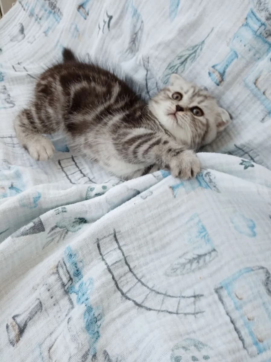 Prodam shotlandskogo kotenka (Продам шотландского котенка), Mixed Breed (Kotyata Darom)