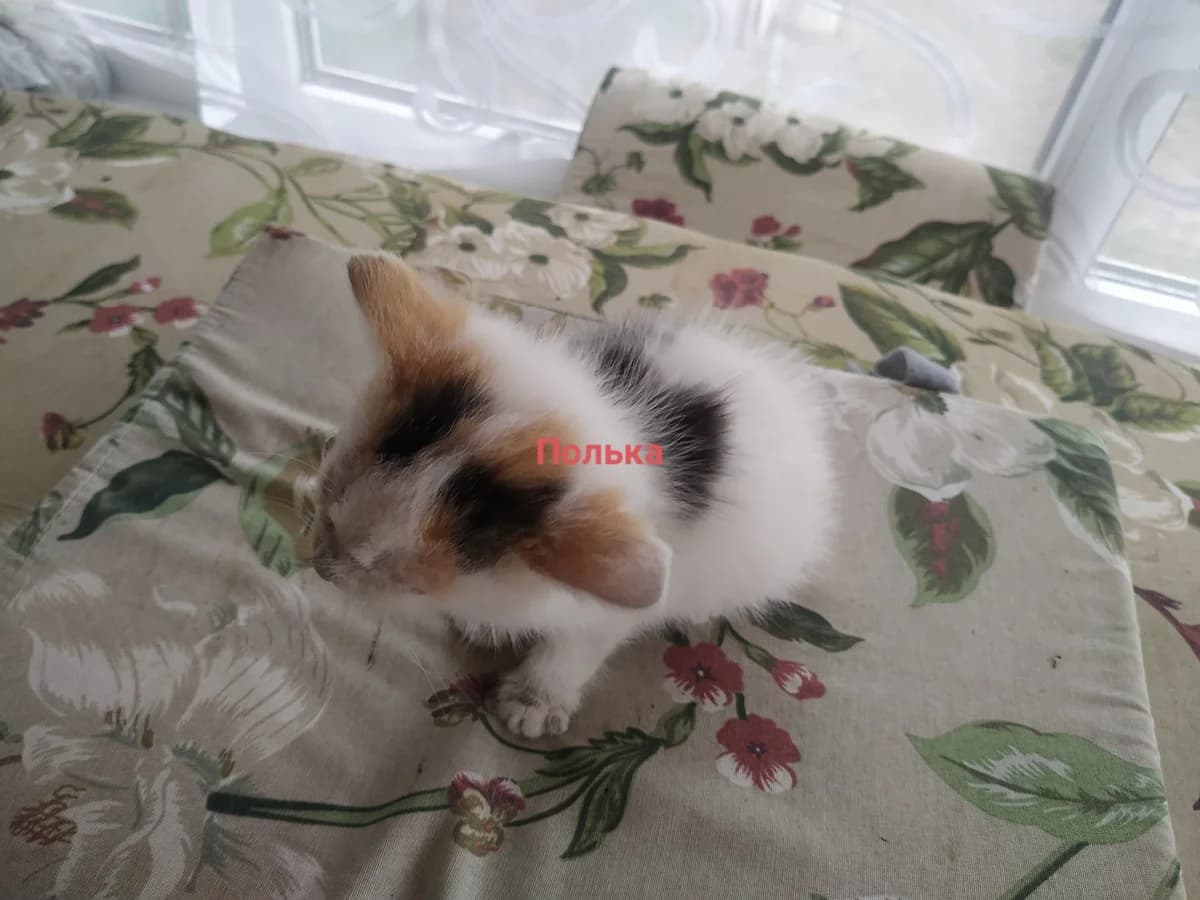Kotyata v dar (Котята в дар), Mixed Breed (Kotyata Darom)