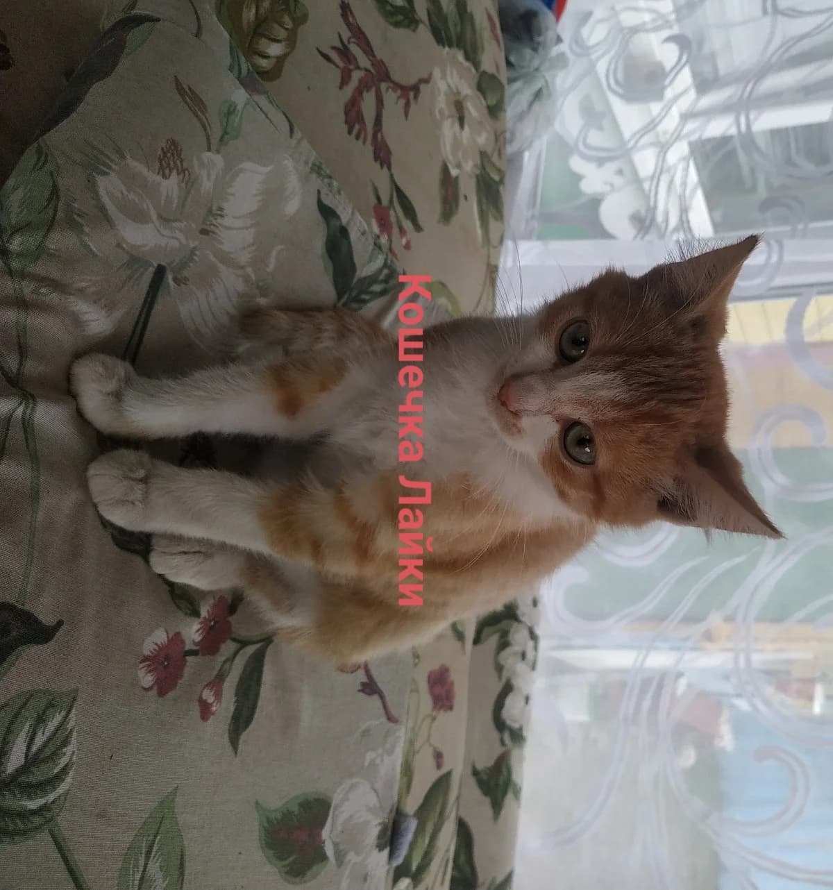 Kotyata v dar (Котята в дар), Mixed Breed (Kotyata Darom)