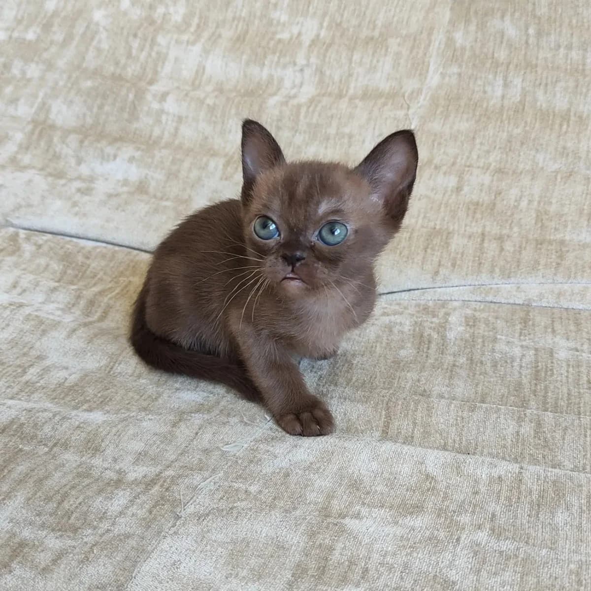 Amerikanskaya burma (Американская бурма), Mixed Breed (Kotyata Darom)