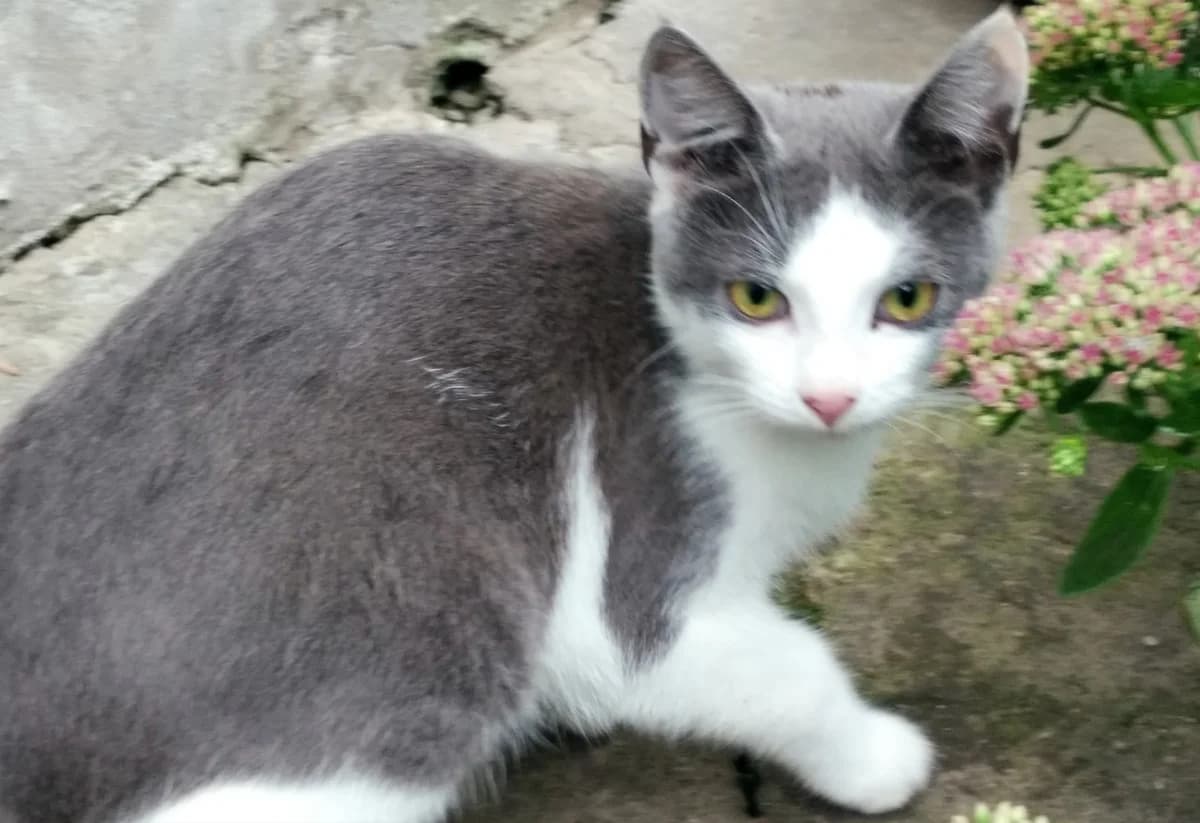 Kotyata-pushistye rebyata v zabotlivye ruki (Котята-пушистые ребята в заботливые руки), Mixed Breed (Kotyata Darom)